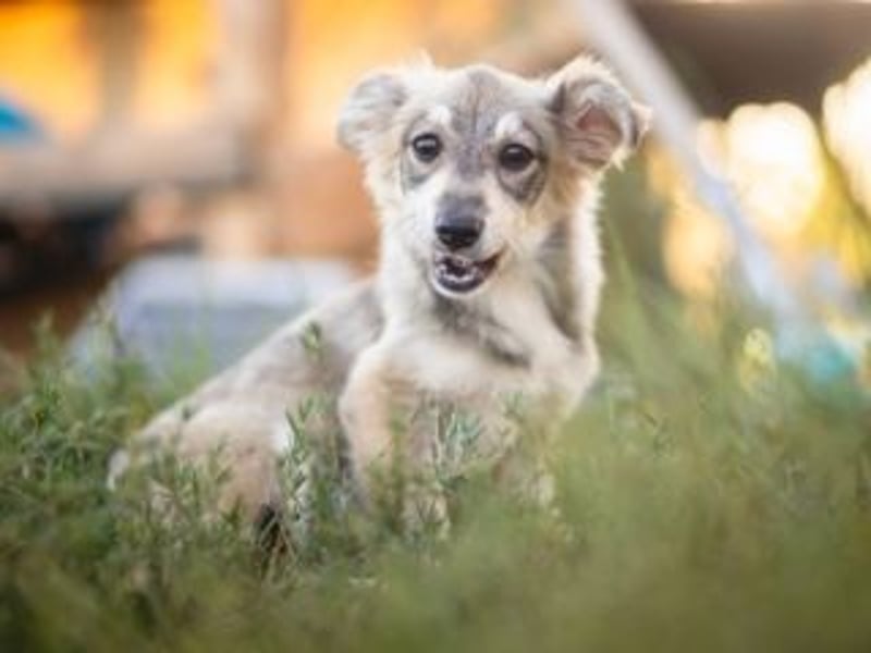 FOXY-eine kleine Hündin, die noch lernen möchte, der Welt zu vertrauen