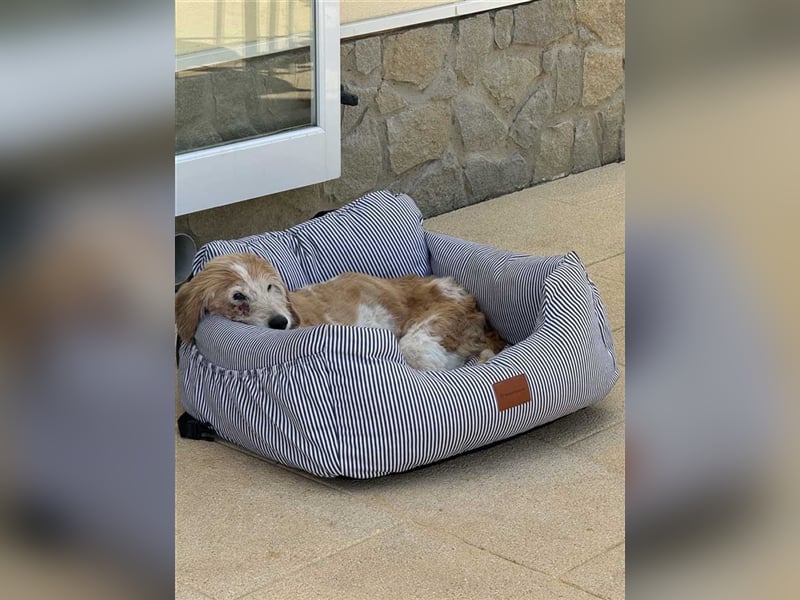 FINLEY-wahrer Engel, tapferer Held