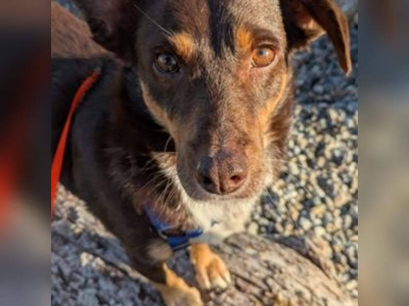 Caramel – sucht Menschen mit Geduld