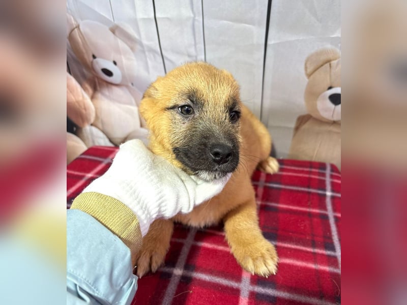 Scout – will endlich mehr erleben als den tristen Tierheimalltag