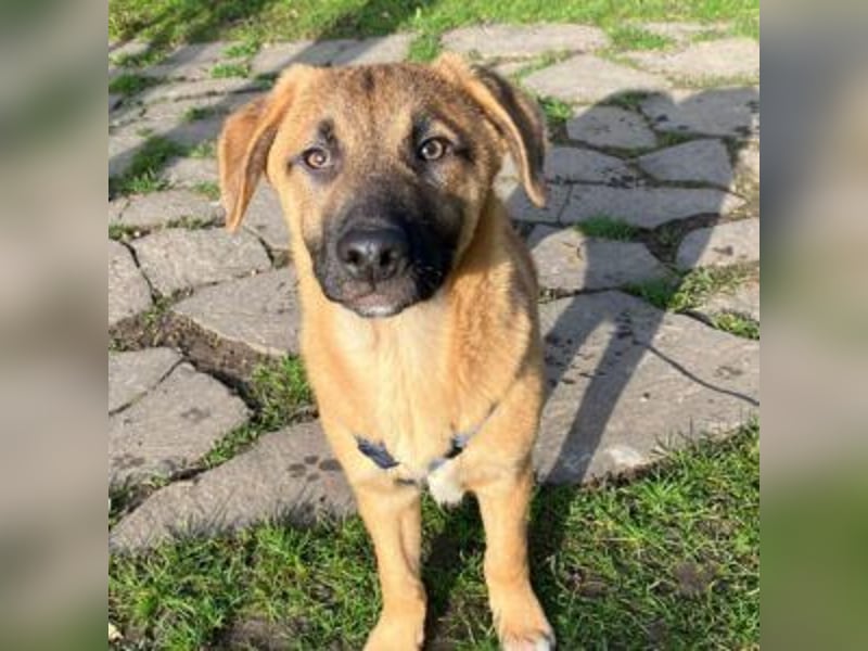 ZORRO-möchte IHR neues Familienmitglied werden!