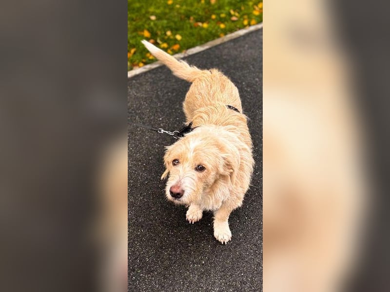 Süße JUNO sucht ihre liebevolle Für-immer-Familie