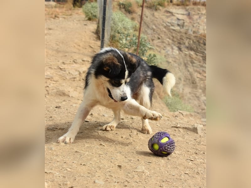 MUCKI - geselliges Kerlchen