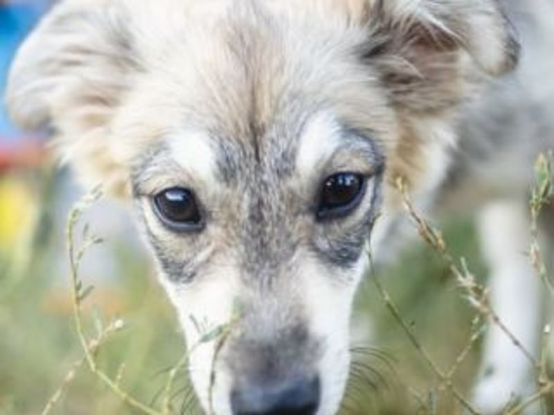 FOXY-eine kleine Hündin, die noch lernen möchte, der Welt zu vertrauen