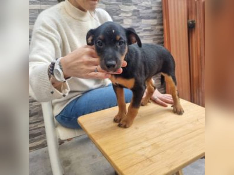 POLO-bald alt genug für seinen guten Start ins Leben