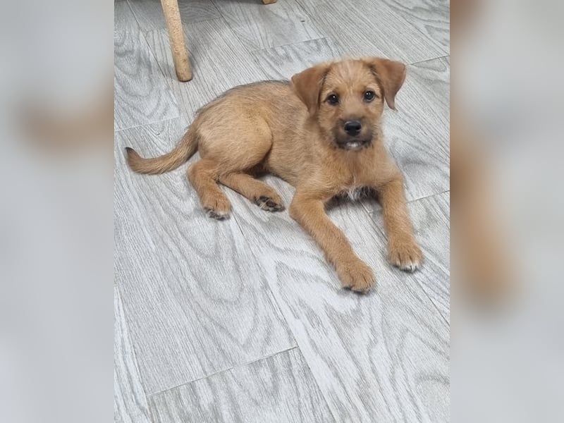Kleine Robin sucht ihr großes Glück: seit sie In letzter Sekunde dem Schicksal entkommen ist!