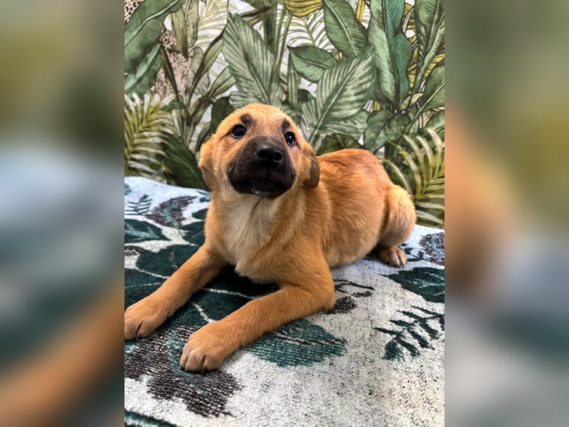 Lilly – will in einem Zuhause groß werden