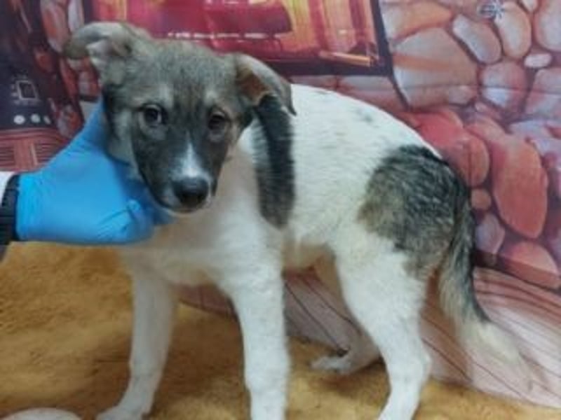 Wer möchte-LUCY-mit Geduld, Humor und Konsequenz den Weg in ein glückliches Leben zu ermöglichen?