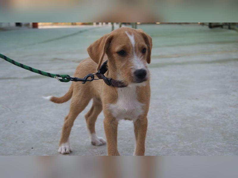 BROWNIE-Ein Herz auf vier Pfoten sucht sein zu Hause für immer