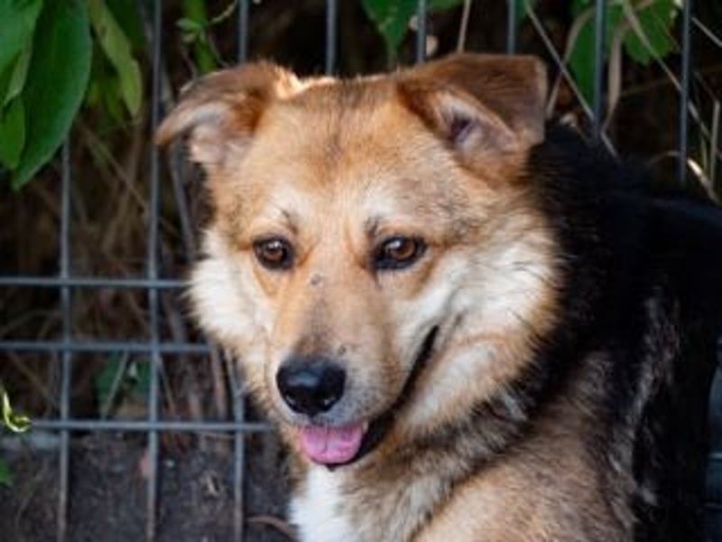 Unbeschwerter SHANKAR sucht einfühlsames, ruhiges Zuhause