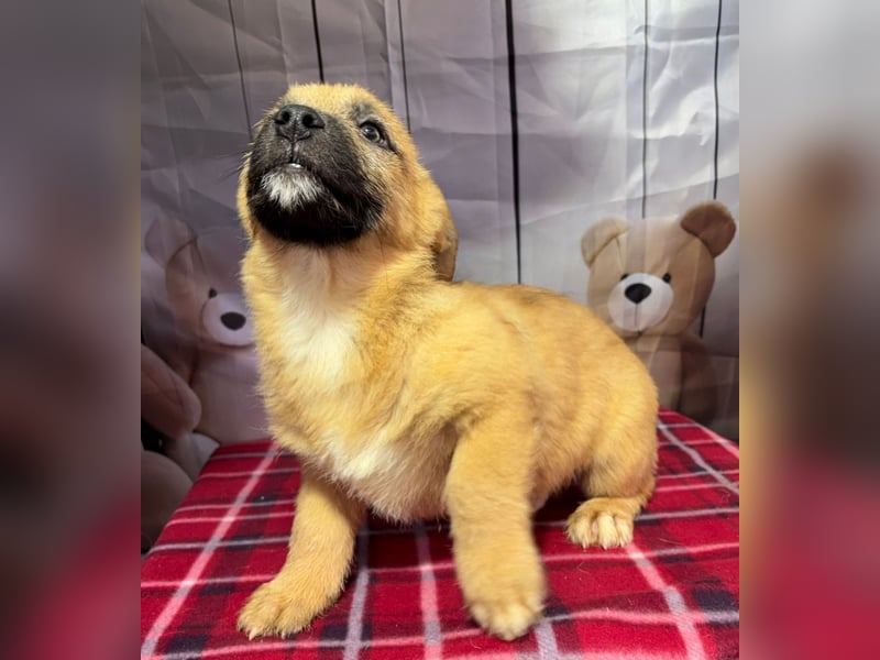 Scout – will endlich mehr erleben als den tristen Tierheimalltag