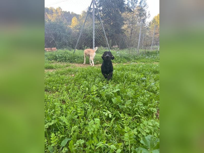 CAPO-ein kleiner,schwarzer Hundejunge,der sofort alle Herzen erobert auf der Suche nach se Familie