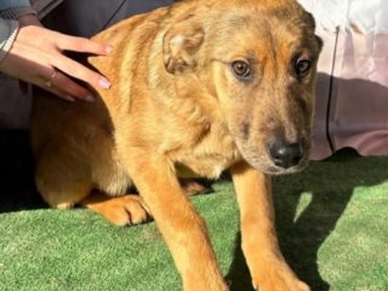 PRINCESS-Wären Sie bereit, Princess zum Teil Ihrer Familie zu machen?