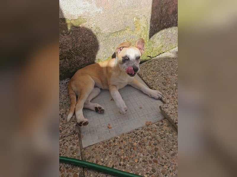 Kleine FLORA-alleine auf den Straßen unterwegs sucht sehnsüchtig liebevolles Zuhause