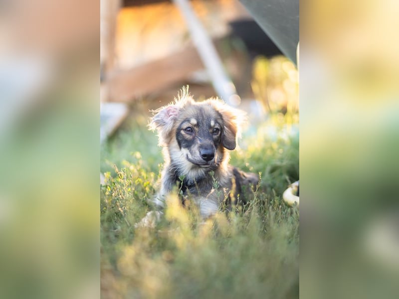 FELIA -wartet im Tierheim 79312 Emmendingen auf ihr liebevolles Für-immer-Zuhause