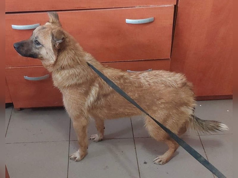 NELLY-Herz aus Gold sucht sehnlichst liebevolles Für-immer-Zuhause