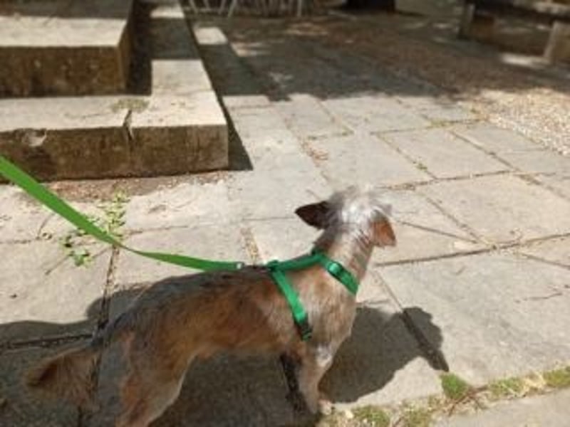 ROCK- ein kleiner Kämpfer mit großem Herzen