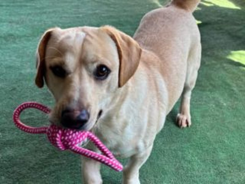 NEMO-sehr verspieltes lustiges kleines Kerlchen