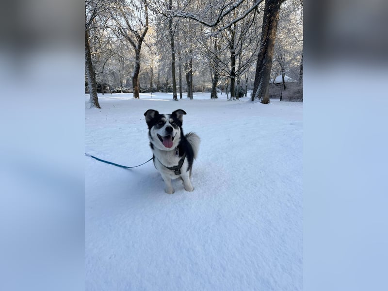 MUCKI - geselliges Kerlchen