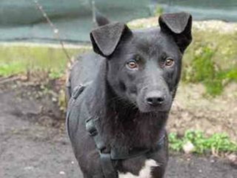 Shannon-Neugierig und doch ein bisschen vorsichtig