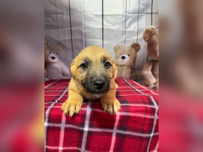 Scout – will endlich mehr erleben als den tristen Tierheimalltag