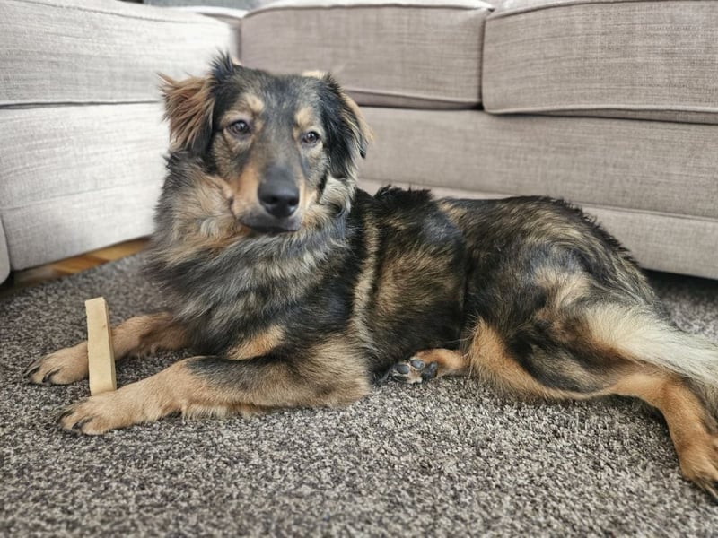 HECTOR- wartet in München auf deinen Besuch