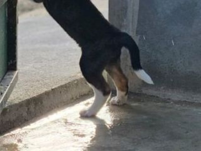 SAGA-wächst zu einem neugierigen und verspielten Hundekind heran