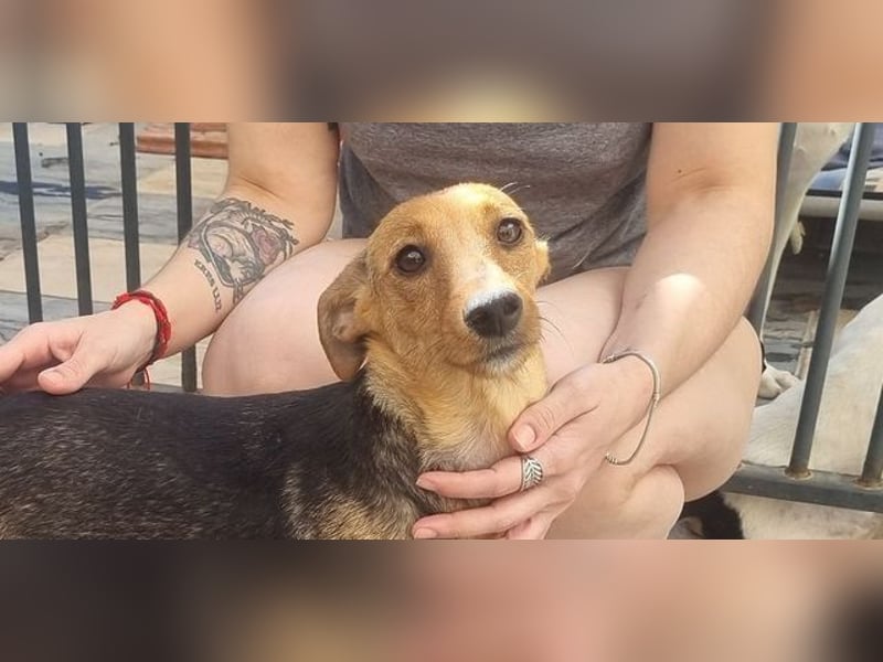 CHINA- überaus zärtlich, fürsorglich, sehnt sich nach menschlicher Nähe und liebevollem Zuhause