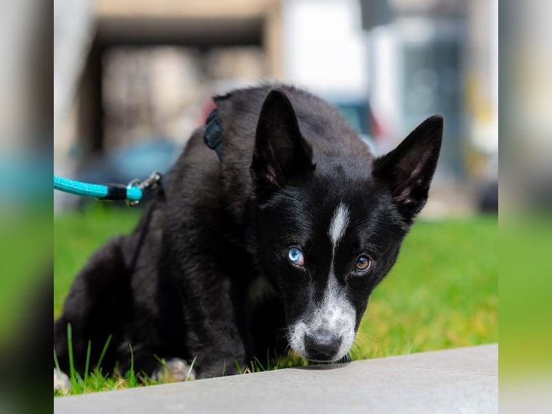NORR-kleiner Sonnenschein, sehr lieb, ausgeglichen, verspielt, menschenbezogen