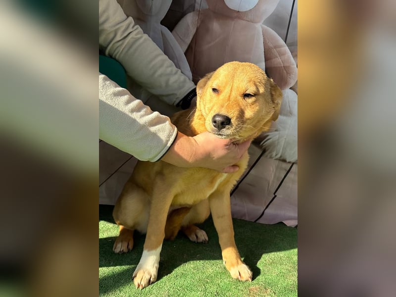 Hübsche IRIS-verschmust, liebesbedürftig sucht sie dringend ihr liebevolles Für-immer-Zuhause