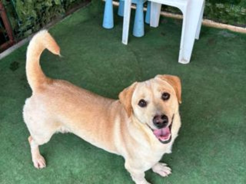 NEMO-sehr verspieltes lustiges kleines Kerlchen