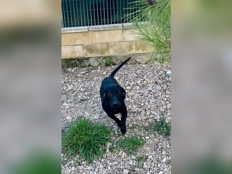 CAPO-ein kleiner,schwarzer Hundejunge,der sofort alle Herzen erobert auf der Suche nach se Familie