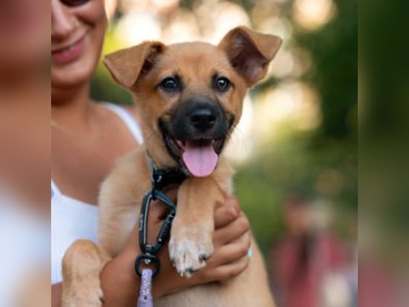 SCOOBY-Kleine Pfoten und riesiges Herz – Scooby sucht sein Für-immer-Zuhause