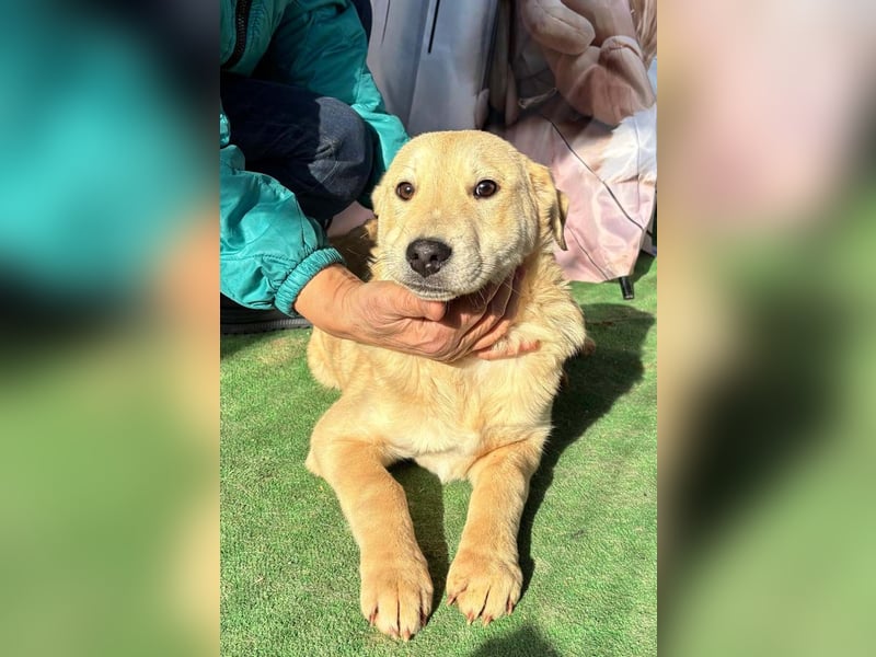 ZOE- verschmust, lieb, menschenbezogen, bereit für ihre liebevolle Für-immer-Familie