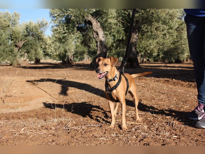 LUNA- pure Lebensfreude trifft mitten ins Herz. Gute-Laune-Mädchen sucht liebevolles Zuhause