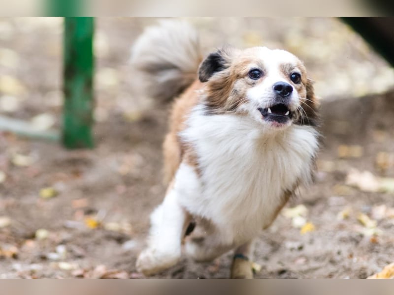 BISCUIT-kleiner Sonnenschein-liebevoll, anhänglich sucht sein liebevolles Für-immer-Zuhause