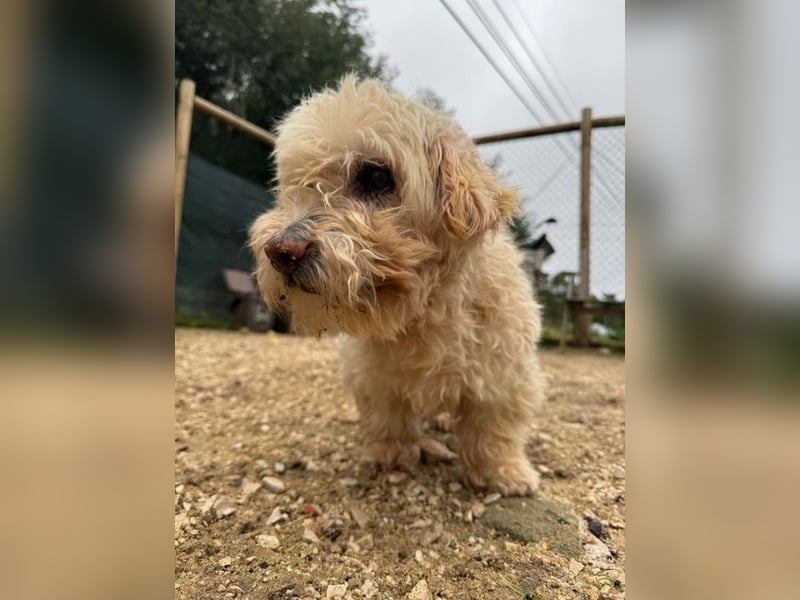 JHONNY-wahrer Schatz auf 4 Pfoten erobert alle Herzen, wartet sehnsüchtig auf sein Für-immer-Zuhause