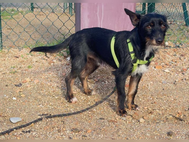 KOMO-unkomplizierter, kleiner Herzensbrecher, auf der Suche nach seinem Zuhause