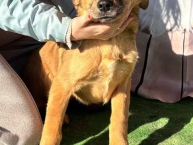 PRINCESS-Wären Sie bereit, Princess zum Teil Ihrer Familie zu machen?