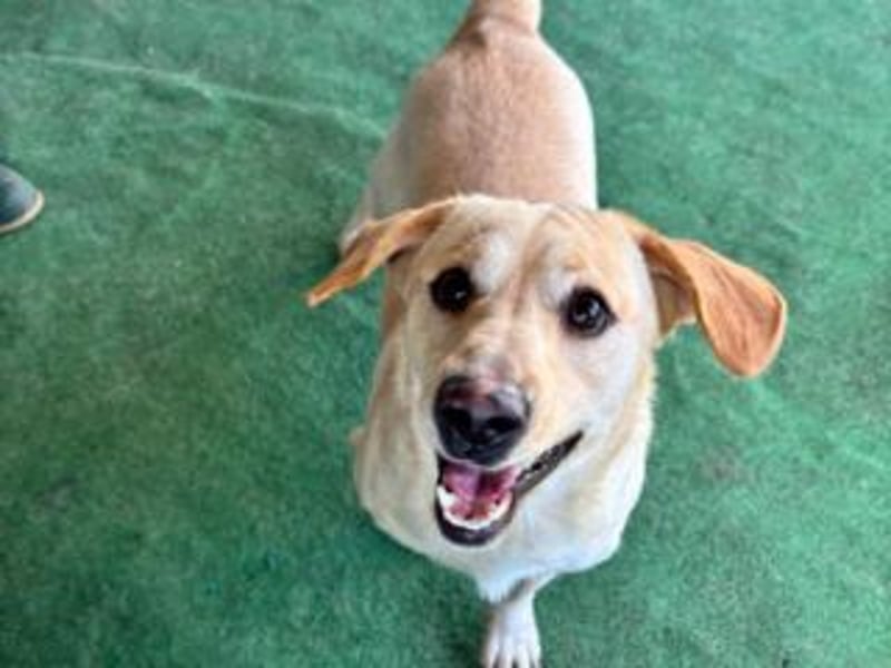 NEMO-sehr verspieltes lustiges kleines Kerlchen