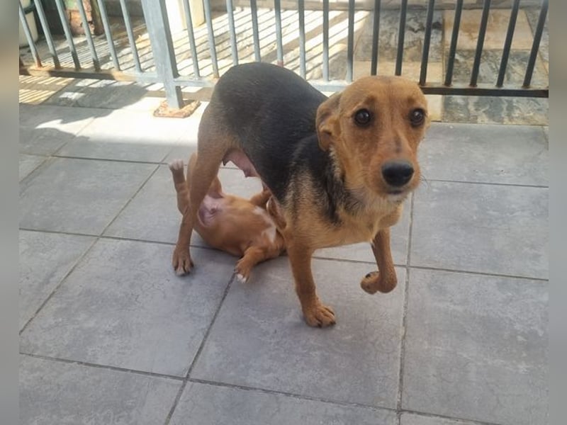 CHINA- überaus zärtlich, fürsorglich, sehnt sich nach menschlicher Nähe und liebevollem Zuhause