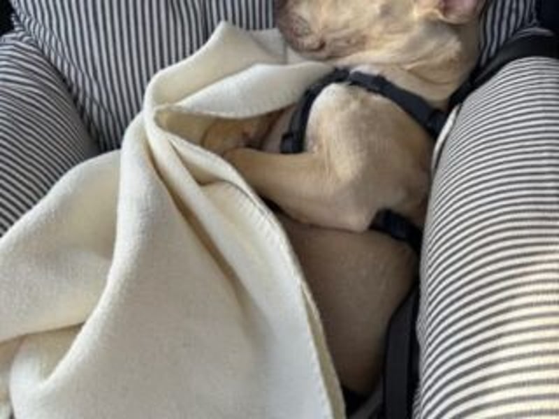 Sonnenschein NIRVANA ist bereit für sein liebevolles "Für-immer-Zuhause"