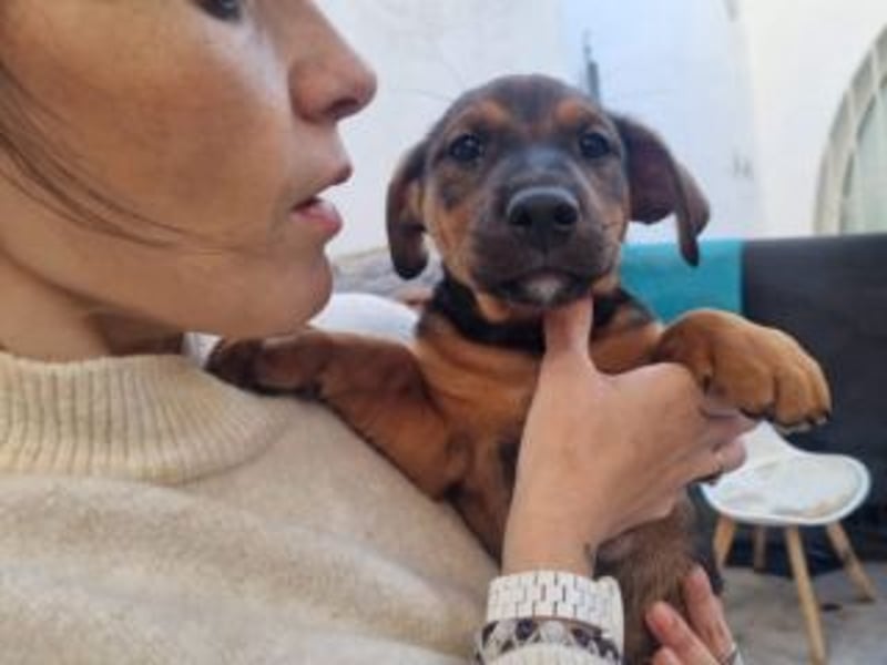 FARAH-kleiner Wirbelwind sucht seine Menschenfamilie