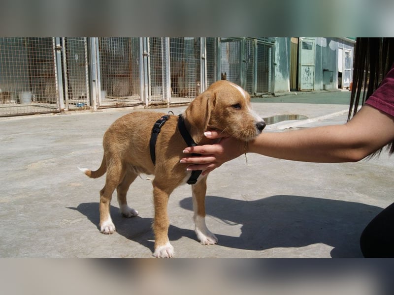 BROWNIE-Ein Herz auf vier Pfoten sucht sein zu Hause für immer
