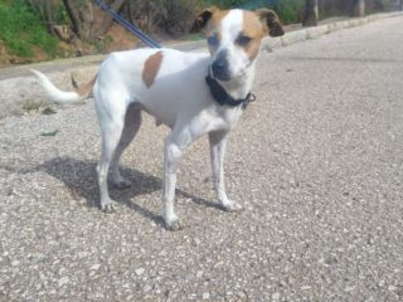 MARTA-kleine Hündin mit einem großen Herzen