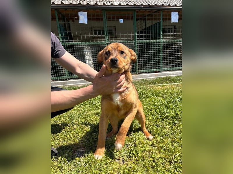 GUNNER - wer verliebt sich in diesen kleinen Schatz und schenkt ihm ein liebevolles Zuhause?