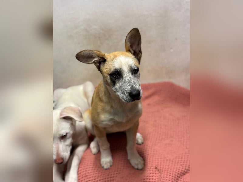 Kleine FLORA-alleine auf den Straßen unterwegs sucht sehnsüchtig liebevolles Zuhause