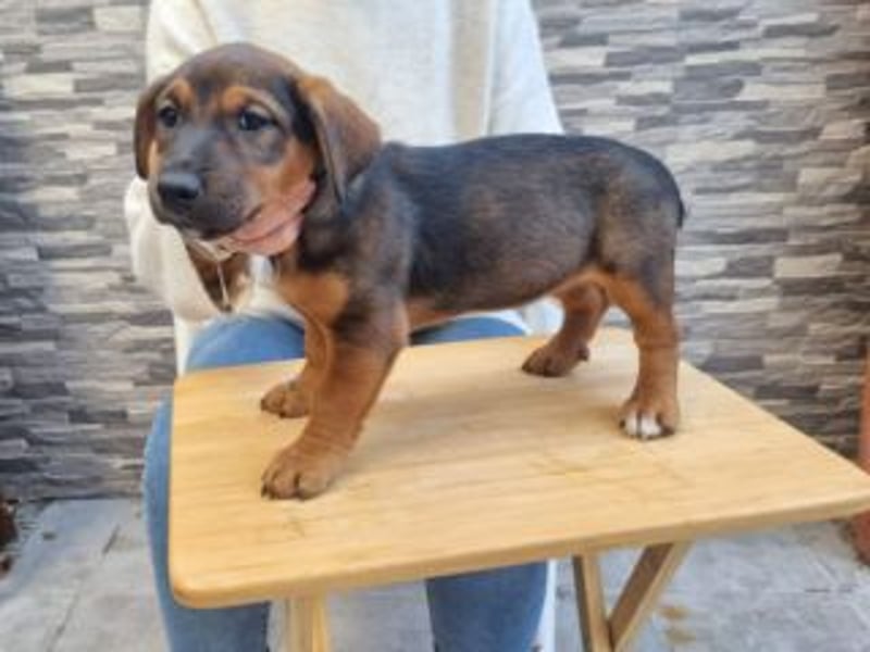 FARAH-kleiner Wirbelwind sucht seine Menschenfamilie