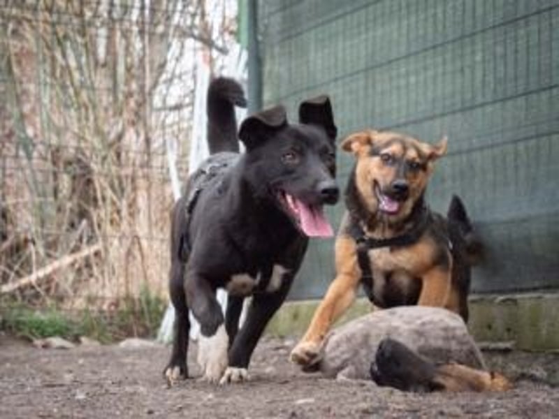 Shannon-Neugierig und doch ein bisschen vorsichtig