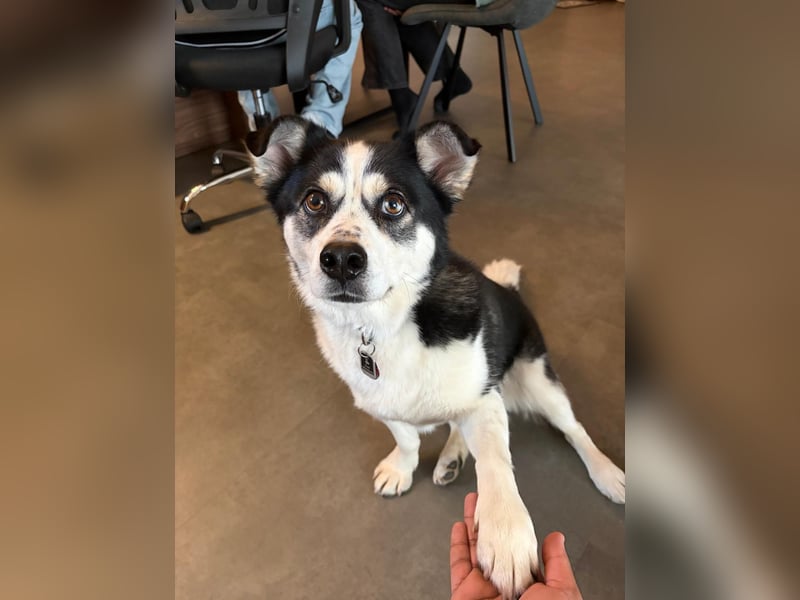 MUCKI - geselliges Kerlchen